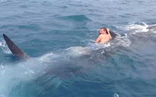 VIDEO: Βούτηξε στο νερό και καβάλησε ένα φαλαινοκαρχαρία! - Φωτογραφία 1