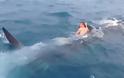 VIDEO: Βούτηξε στο νερό και καβάλησε ένα φαλαινοκαρχαρία!