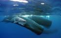Πώς οι φάλαινες κρατούν την αναπνοή τους για 90 λεπτά