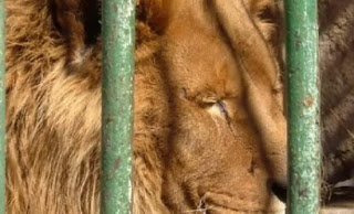 Δεκατέσσερα σπάνια λιοντάρια αλμπίνο βρέθηκαν σε αποθήκη - Φωτογραφία 1