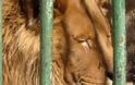 Δεκατέσσερα σπάνια λιοντάρια αλμπίνο βρέθηκαν σε αποθήκη