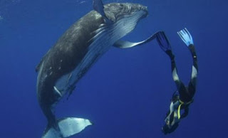 Πώς οι φάλαινες είναι οι τέλειοι «δύτες» - Φωτογραφία 1