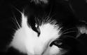 Ελβετία: Οργιάζει η μαύρη αγορά γούνας γάτας...