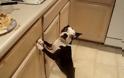 Σκύλος κάνει high five [Video]