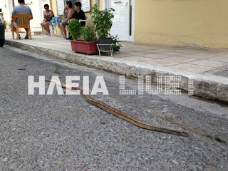 Φίδια σπέρνουν τον τρόμο στην Ηλεία - Φωτογραφία 1