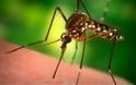Share110 ΠΡΟΣΟΧΗ: Εντοπίστηκαν φονικά κουνούπια και στην Ελλάδα