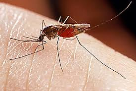 Γιατί μας τσιμπούν τα κουνούπια; - Φωτογραφία 1