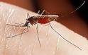 Γιατί μας τσιμπούν τα κουνούπια;