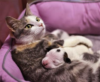 Κουτάβι pitbull βρήκε τη μητρική αγκαλιά σε μια γάτα! - Φωτογραφία 1