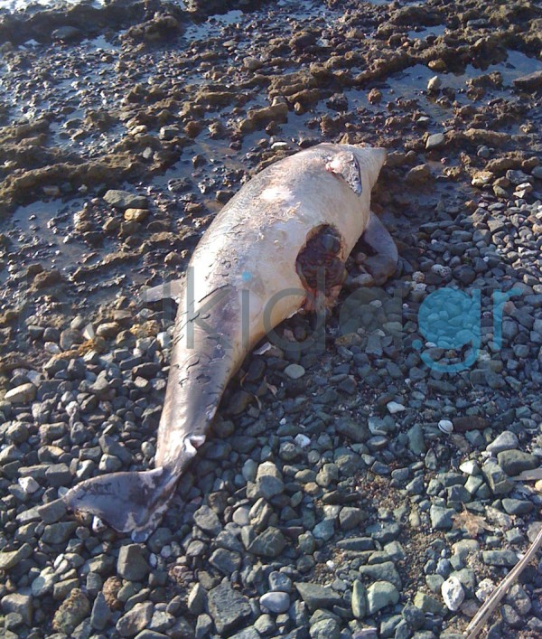 Νεκρό δελφίνι ξεβράστηκε στη Χαλκίδα - ΦΩΤΟ - Φωτογραφία 2