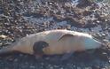 Νεκρό δελφίνι ξεβράστηκε στη Χαλκίδα - ΦΩΤΟ