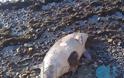Νεκρό δελφίνι ξεβράστηκε στη Χαλκίδα - ΦΩΤΟ - Φωτογραφία 2