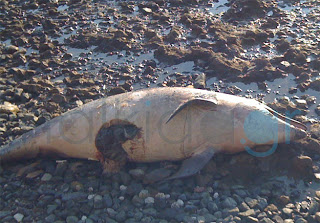 Χαλκίδα: Νεκρό δελφίνι στην παραλία του Φάρου - Φωτογραφία 1