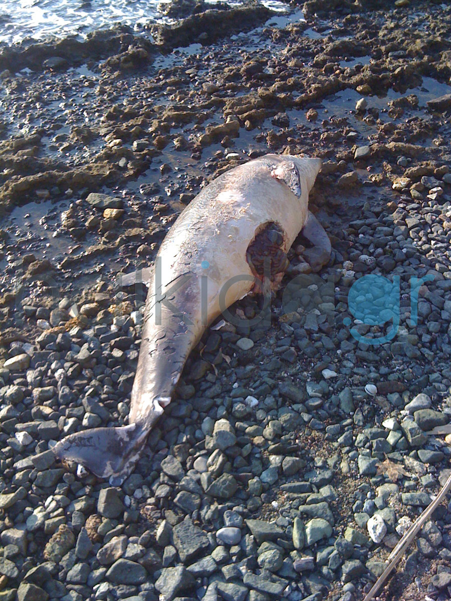Χαλκίδα: Νεκρό δελφίνι στην παραλία του Φάρου - Φωτογραφία 2