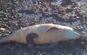 Χαλκίδα: Νεκρό δελφίνι στην παραλία του Φάρου