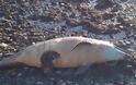 Χαλκίδα: Νεκρό δελφίνι στην παραλία του Φάρου - Φωτογραφία 3