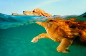 Σκυλιά κολυμπάνε στο Δρέπανο Ηγ/τσας, διώχνοντας τους παραθεριστές! - Φωτογραφία 1