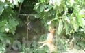 Hλεία: Φρίκη με κρεμασμένο σκύλο και πουλί στο Λαντζόι!
