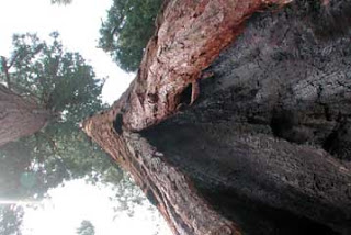 Σεκόγια-το ψηλότερο και το μεγαλύτερο δέντρο του κόσμου - Φωτογραφία 1