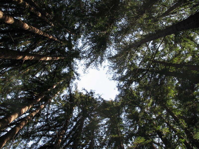 Σεκόγια-το ψηλότερο και το μεγαλύτερο δέντρο του κόσμου - Φωτογραφία 3