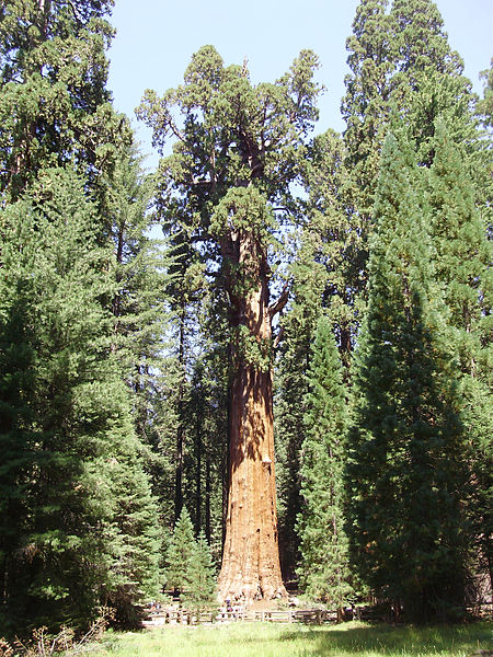 Σεκόγια-το ψηλότερο και το μεγαλύτερο δέντρο του κόσμου - Φωτογραφία 4