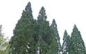 Σεκόγια-το ψηλότερο και το μεγαλύτερο δέντρο του κόσμου - Φωτογραφία 2