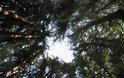 Σεκόγια-το ψηλότερο και το μεγαλύτερο δέντρο του κόσμου - Φωτογραφία 3