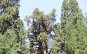 Σεκόγια-το ψηλότερο και το μεγαλύτερο δέντρο του κόσμου - Φωτογραφία 4