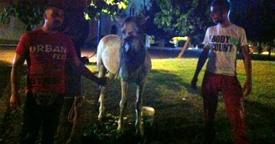 Άλογο έκοβε βόλτες στο Αγρίνιο! [Photos] - Φωτογραφία 5