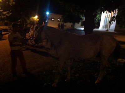 Άλογο έκοβε βόλτες στο Αγρίνιο! [Photos] - Φωτογραφία 6
