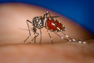 Aνεμιστήρας VS … κουνουπιών! - Φωτογραφία 1