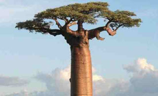 Baobab: Tα «ανάποδα δέντρα» - Φωτογραφία 1