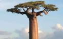 Baobab: Tα «ανάποδα δέντρα»