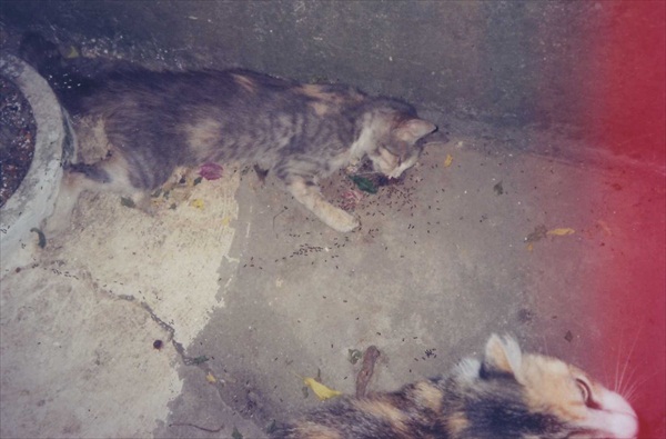 Εικόνες-σοκ! Δηλητηρίασαν δεκάδες γάτες - Φωτογραφία 10