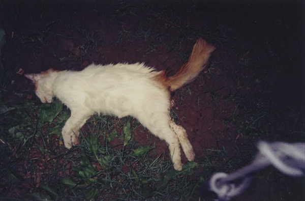 Εικόνες-σοκ! Δηλητηρίασαν δεκάδες γάτες - Φωτογραφία 5