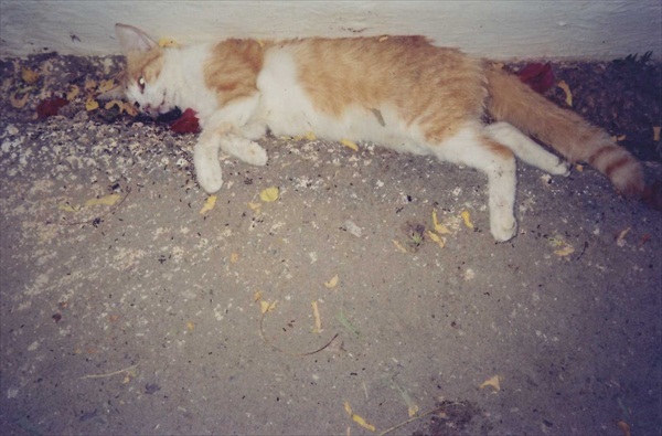 Εικόνες-σοκ! Δηλητηρίασαν δεκάδες γάτες - Φωτογραφία 6