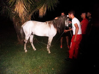 Άλογο κυκλοφορούσε μόνο του στο κέντρο του Αγρινίου - Φωτογραφία 1