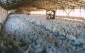 Αναστάτωση στην Κύπρο: Μολύνθηκε από ψευδοπανώλη το 15% της πτηνοτροφίας