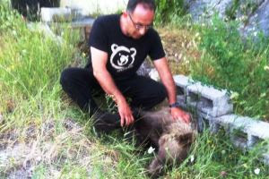 Καστοριά: θηλυκό αρκουδάκι δηλητηριασμένο σε δασική περιοχή - Φωτογραφία 1