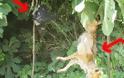 Hλεία: Κρέμασαν αλεπού και πουλί σε δέντρο!