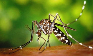 «Γιατί είμαι... μαγνήτης για τα κουνούπια»; - Φωτογραφία 1