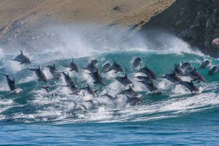 Κοπάδι δελφινιών σε εντυπωσιακά στιγμιότυπα! - Φωτογραφία 1