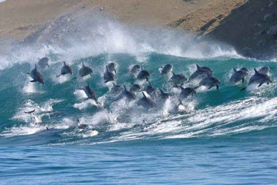 Κοπάδι δελφινιών σε εντυπωσιακά στιγμιότυπα! - Φωτογραφία 2
