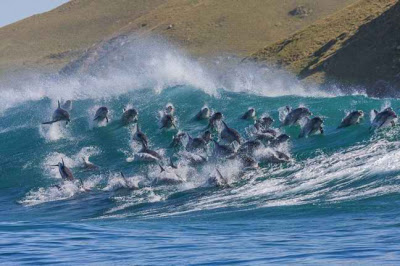 Κοπάδι δελφινιών σε εντυπωσιακά στιγμιότυπα! - Φωτογραφία 3