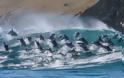Κοπάδι δελφινιών σε εντυπωσιακά στιγμιότυπα!