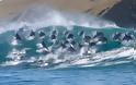 Κοπάδι δελφινιών σε εντυπωσιακά στιγμιότυπα! - Φωτογραφία 2
