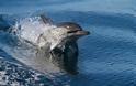 Κοπάδι δελφινιών σε εντυπωσιακά στιγμιότυπα! - Φωτογραφία 4