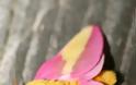 H εντυπωσιακή «χνουδωτή» ροζ νυχτοπεταλούδα! - Φωτογραφία 4