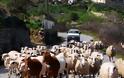 O κτηνοτρόφος απ' την Κρήτη προτείνει ίδρυση Υπουργείου Εξαγωγών