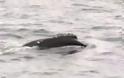 Σπάνια φάλαινα εντοπίστηκε για πρώτη φορά μετά από 61 χρόνια